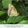 argynnis adippe daghestan dubki 1